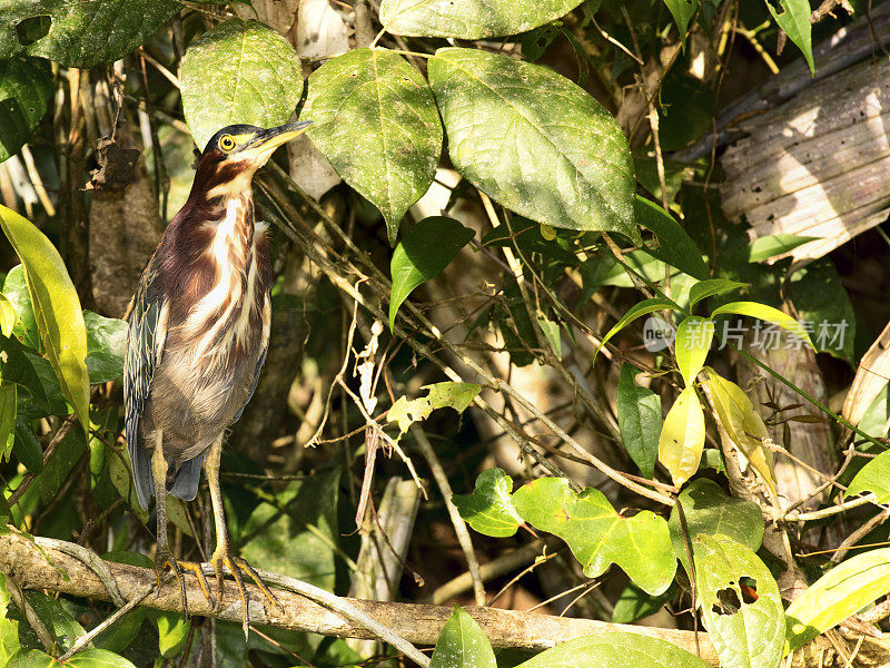 绿鹭(Butorides virescens)坐在树上，托图盖罗国家公园，哥斯达黎加